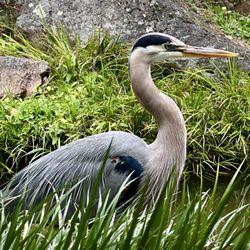 Japanese Tea Garden - Japanese Tea Garden, This Great Blue Heron is enjoying some feeder fishies - May 12, 2026