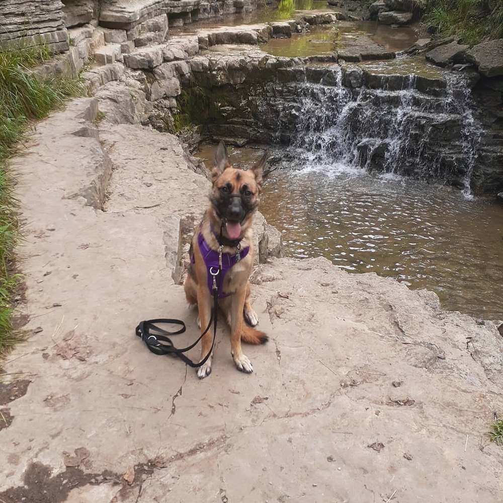 Pawsibilities Unleashed - Maggie posing at the water fall at Cove Springs nature preserve. - Pet Training Near Me - Frankfort, Kentucky