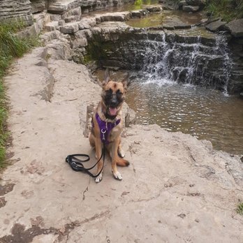 Pawsibilities Unleashed - Maggie posing at the water fall at Cove Springs nature preserve. - Pet Training Near Me - Frankfort, Kentucky