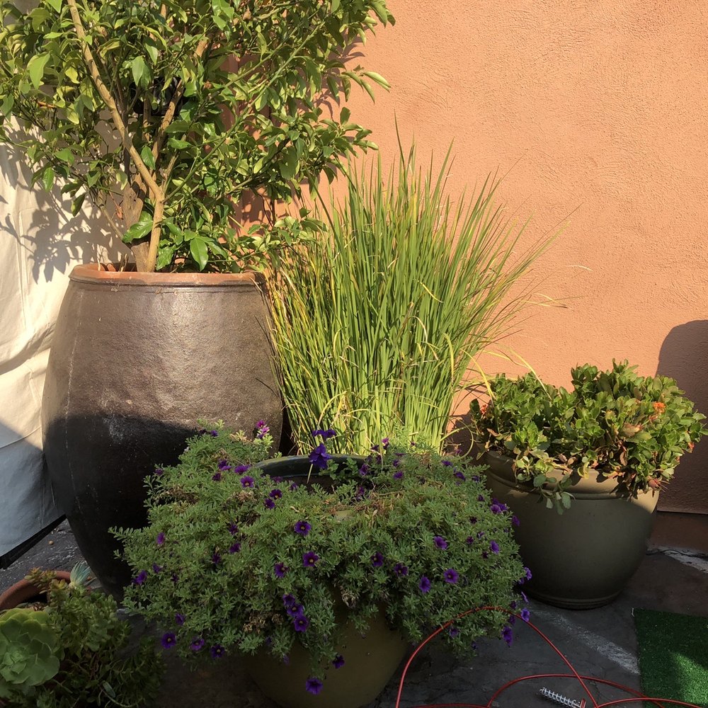 AvantGard Spa - Beautiful landscaping - Skin Care Near Me - San Carlos, California AvantGard Spa - Beautiful landscaping - Skin Care Near Me - San Carlos, California