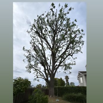 Ayala Tree Care & Landscape Service - Tree Services Near Me