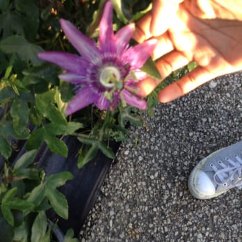 Houston Garden Centers - Purple Passion flower - Nurseries & Gardening Near Me - League City, Texas Houston Garden Centers - Purple Passion flower - Nurseries & Gardening Near Me - League City, Texas