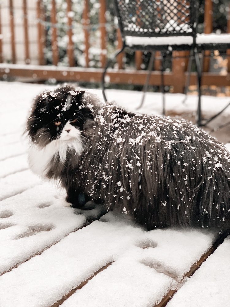 JARED THE CAT GROOMER 54 Photos & 14 Reviews 2904 NE Burton Rd