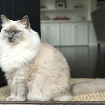 Ragmeister Ragdolls - Our gorgeous boy - Pet Breeders Near Me Ragmeister Ragdolls - Our gorgeous boy - Pet Breeders Near Me