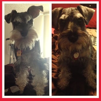 Essential Grooming - My furry babies - Pet Groomers Near Me - Santee, California