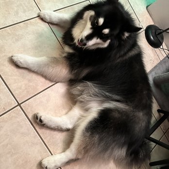 Top Paw Grooming - Beautiful paws and soft fur - Pet Groomers Near Me - Tucson, Arizona Top Paw Grooming - Beautiful paws and soft fur - Pet Groomers Near Me - Tucson, Arizona