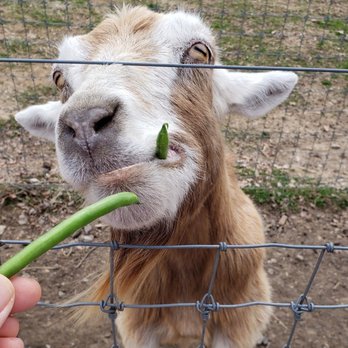 Linvilla Orchards - Farmers Market Near Me - Media, Pennsylvania