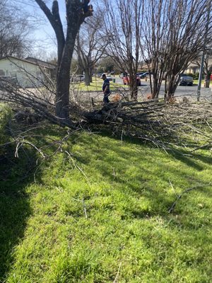 Mike's Tree Service on Yelp