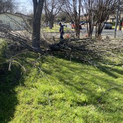 Mike's Tree Service - Removal today!