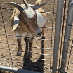 Pettit Creek Farms