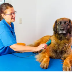 Red Hills Animal Hospital