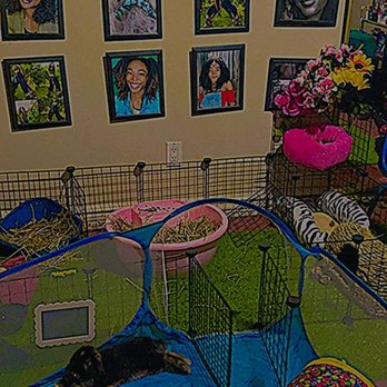 Rabbit Rescue - Animal Shelters Near Me - Paramount, California