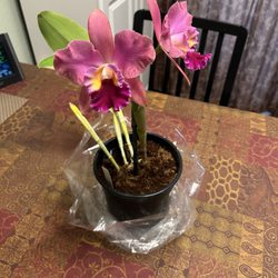Cosgrove Cymbidium