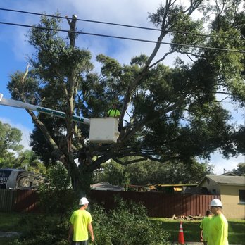 A Absolute Tree Service - Tree Services Near Me - Palm Harbor, Florida