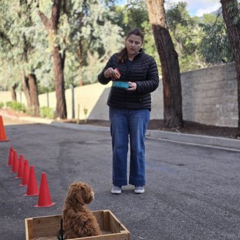 Pet Empire & Supplies - Javier trains us as parents so we copy him and learn to control our dog. - Pet Stores Near Me - Highland, California