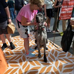 Gelert K-9 - Chance was getting some service dog training done at the Lakeland Farmer's Market.