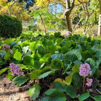 Blake Garden - Parks Near Me - Kensington, California