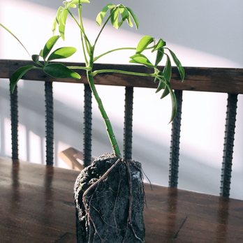 Root 31 - A unique find, dwarf umbrella tree on a volcanic rock- super cool! - Florists Near Me - Westfield, Indiana