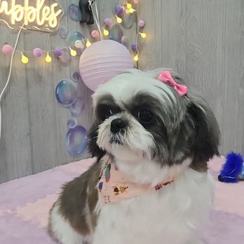 The Doggy Laundry - Pet Groomers Near Me - Kent, Washington