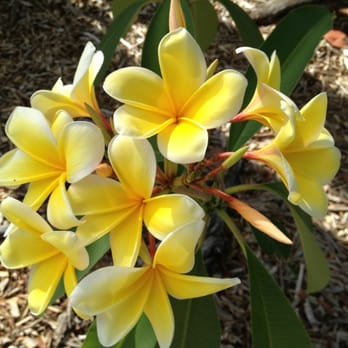 THE EXOTIC PLUMERIA - CLOSED - Updated February 2026 - 14 Photos