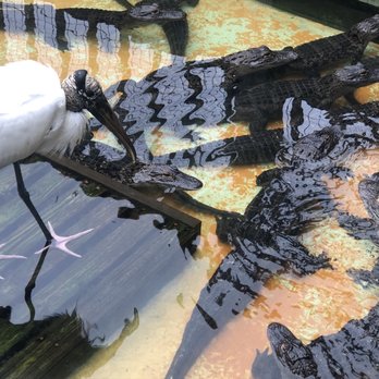 Gatorland - Zoos Near Me - Orlando, Florida