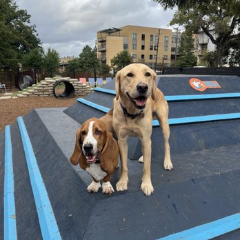 Hops & Hounds - Hanging out with Huck and Kos - Dog Parks Near Me - San Antonio, Texas