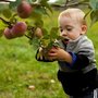 Photo of Waddell Apples - Orchard & Bakery