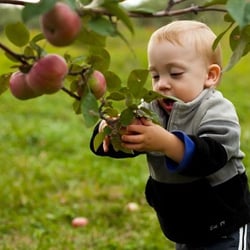 Waddell Apples - Orchard & Bakery - Apple picking for kids of all ages! Plus fresh homemade treats from the farm bakery...Gotta luv it!