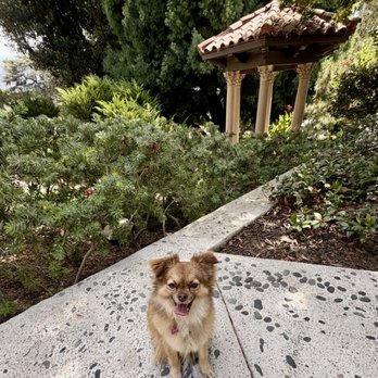 Paw by Paw - Pet Training Near Me Paw by Paw - Pet Training Near Me