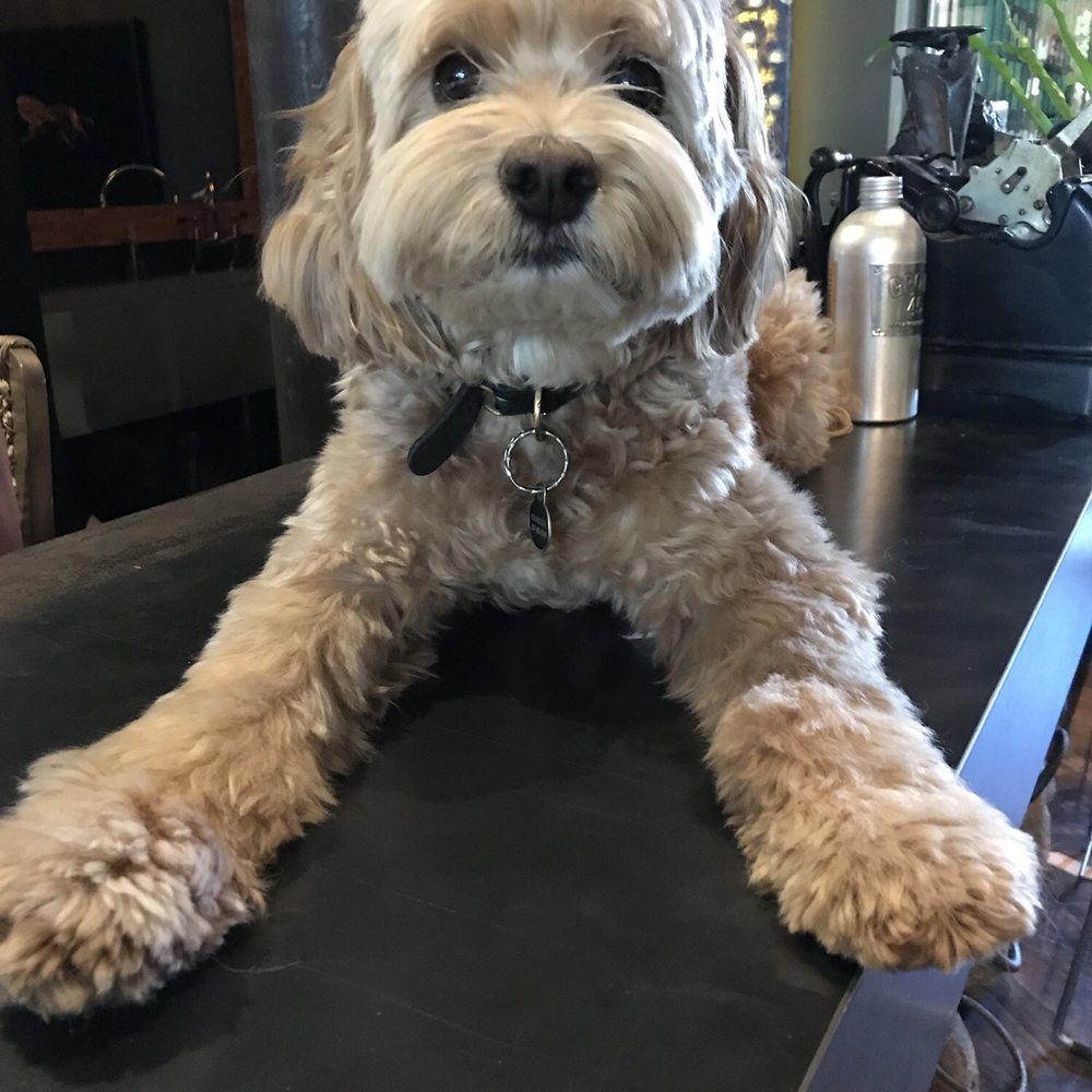 Martin Showroom - This is Charlie, he runs the desk - Home Decor Near Me - St. Helena, California Martin Showroom - This is Charlie, he runs the desk - Home Decor Near Me - St. Helena, California
