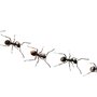 Photo of Accord Pest Control Solutions