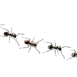 Accord Pest Control Solutions