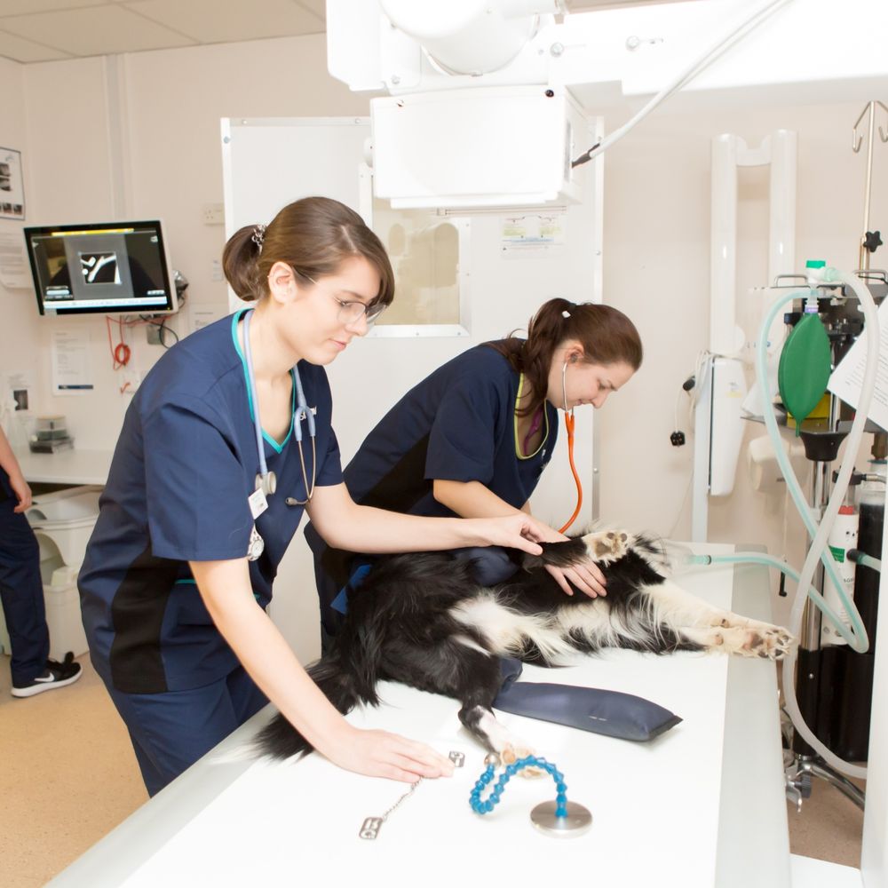 Top 10 Best Pets near Emsworth, Hampshire, United Kingdom - November 2023 -  Yelp