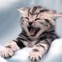 Metro-Pet Services
