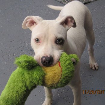 N.E.W. Pawsibilities - Shay - Animal Shelters Near Me - Oshkosh, Wisconsin