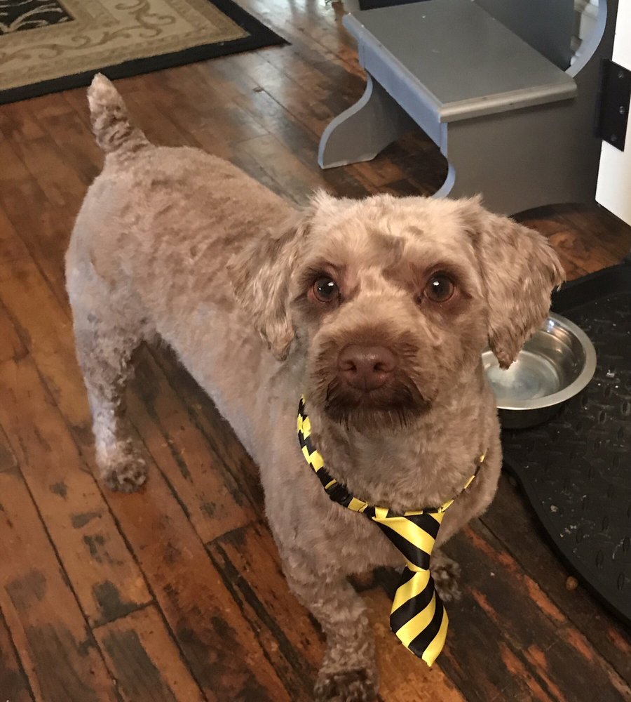 BEST FRIENDS GROOMING 41 Photos & 15 Reviews 4488 Middle Country Rd