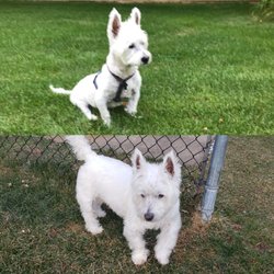 Ease Animal Massage - Before (top) and After 5 months of treatment