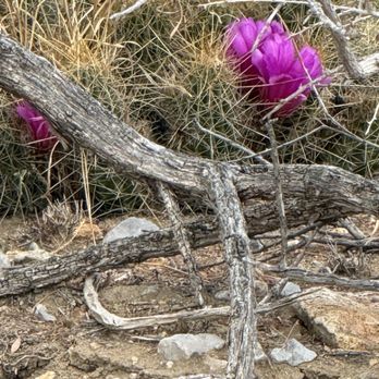 Far Flung Outdoor Center - Tours Near Me - Terlingua, Texas