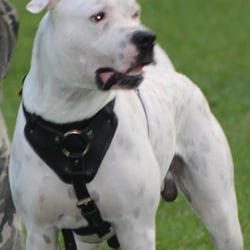 New Sentry K9