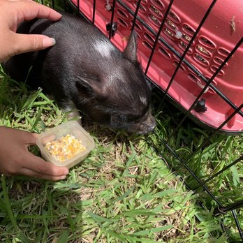 La boly farm - Baby pig! - Party & Event Planning Near Me