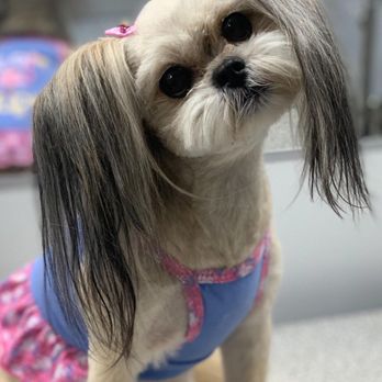 Pet Konnektion - Another great job - Pet Groomers Near Me Pet Konnektion - Another great job - Pet Groomers Near Me
