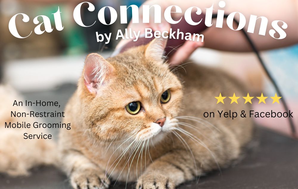 CAT CONNECTIONS Updated August 2024 15 Photos Wilmington