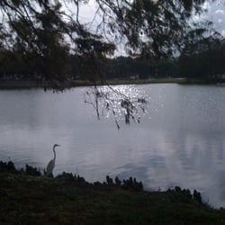 Lakeside Community Center - Beautiful heron by the lake