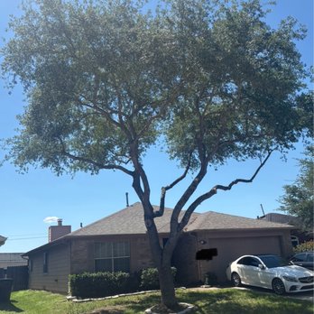 Chavez Trees - Tree Services Near Me - Houston, Texas