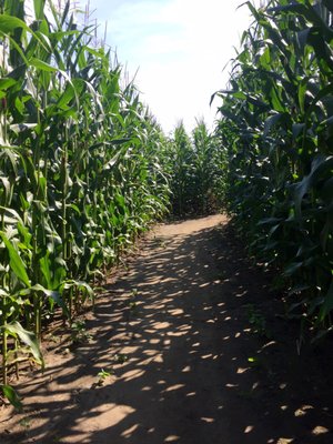 Great Vermont Corn Maze by null