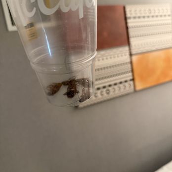 Marriott Phoenix Resort Tempe at The Buttes - Cup of roaches I had to hunt down all night. - Hotels Near Me - Tempe, Arizona