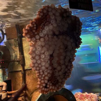 Oklahoma Aquarium - Aquariums Near Me - Jenks, Oklahoma