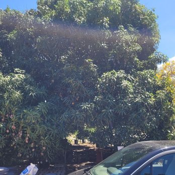 Ki Hana Nursery - Huge mango tress in nursery - Nurseries & Gardening Near Me - Kihei, Hawaii
