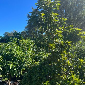 D's Fruit Trees - Nurseries & Gardening Near Me - Miami, Florida