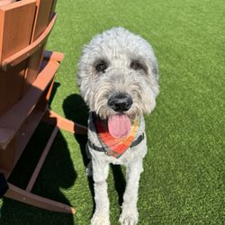 Lydia’s Hundeschule